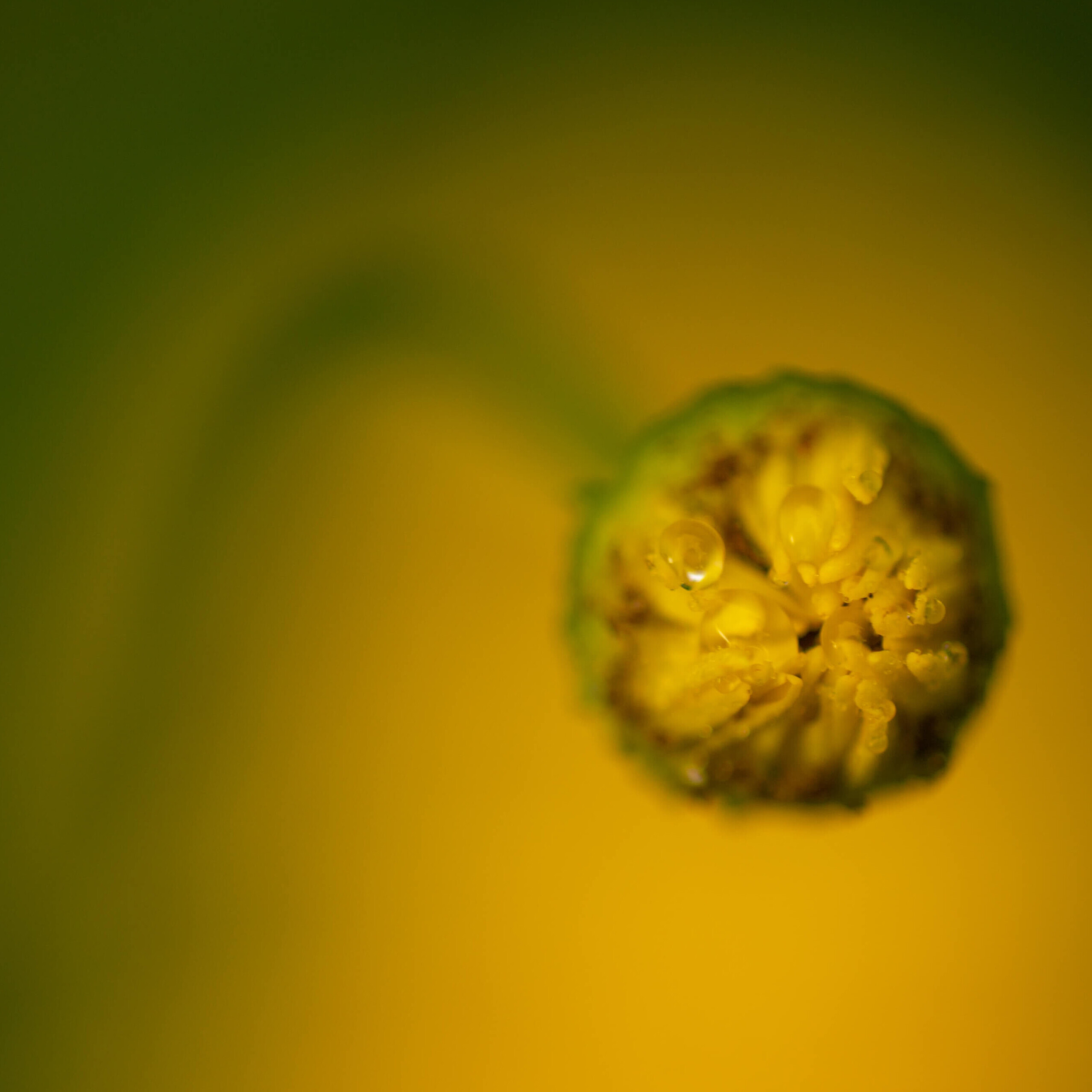 20210624-DSC02375_uhd.jpg 20210624-DSC02375_uhd.jpg