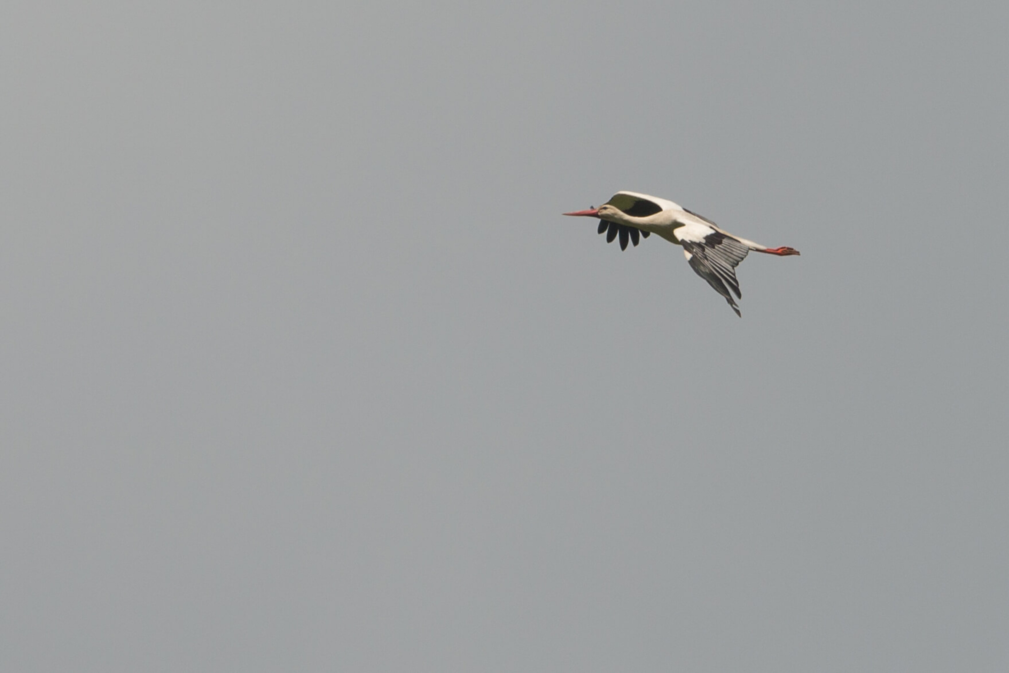 20150509-DSC06186.jpg