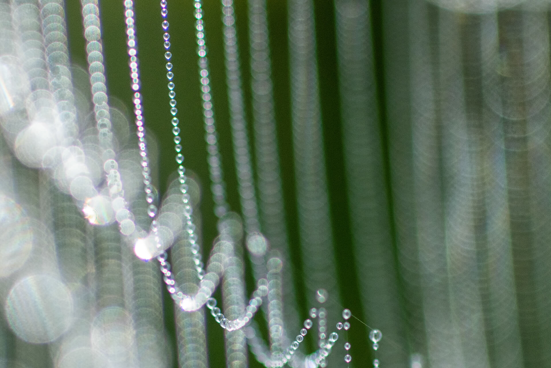 spider_drops_oben.jpg