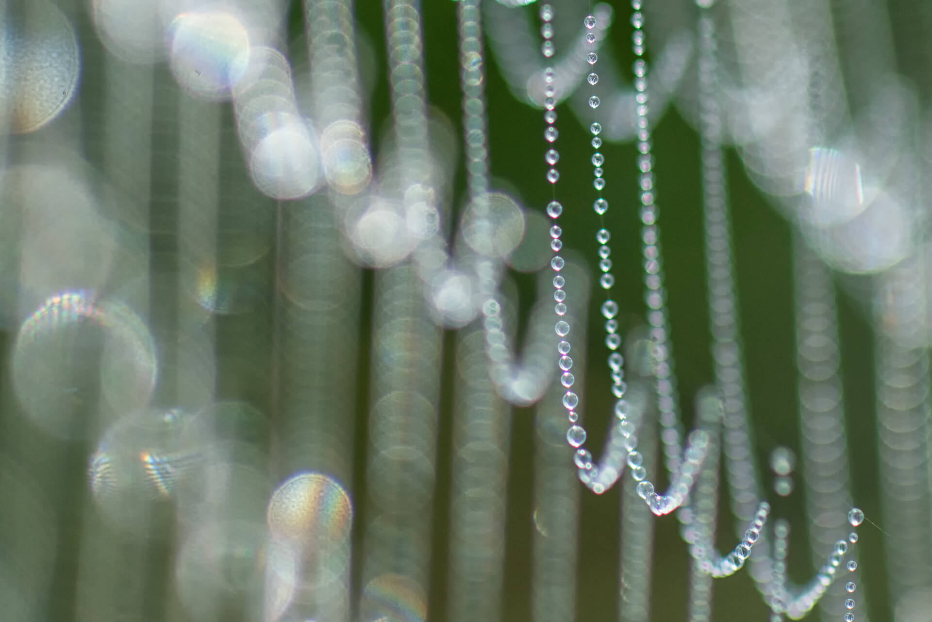 spider_drops_unten.jpg