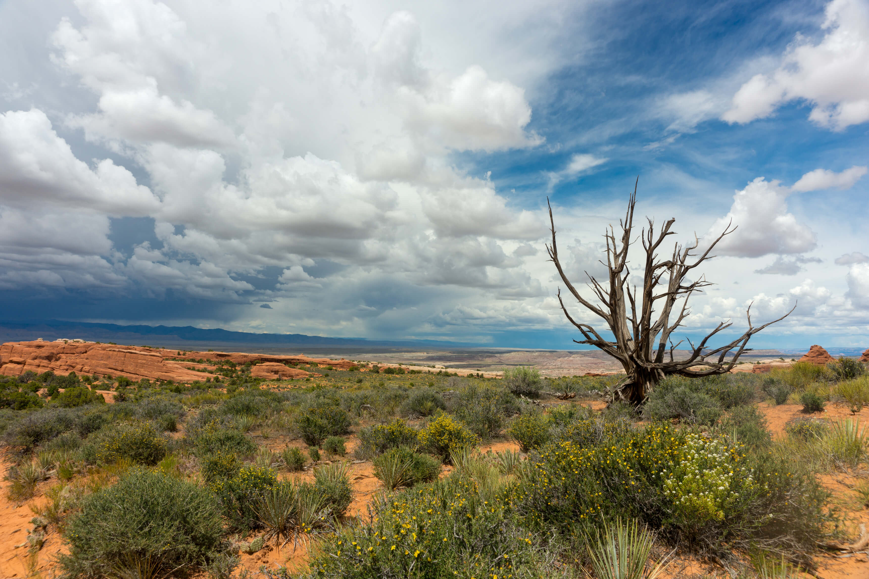 20160518-DSC06640_arches_tree.jpg